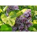Сирень обыкновенная Аукубофолия (Syringa vulgaris Aucubaefolia) C2