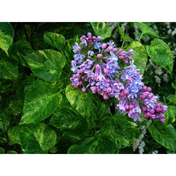 Сирень обыкновенная Аукубофолия (Syringa vulgaris Aucubaefolia) C2