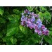 Сирень обыкновенная Аукубофолия (Syringa vulgaris Aucubaefolia) C2