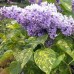 Сирень обыкновенная Аукубофолия (Syringa vulgaris Aucubaefolia) C2