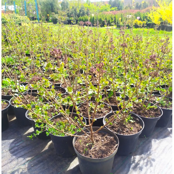 Сирень Мейера Palibin (Syringa meyeri) С2