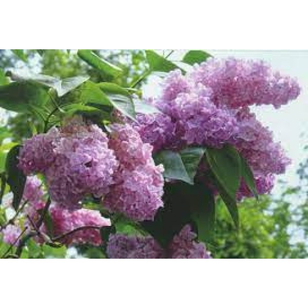 Сирень обыкновенная С2