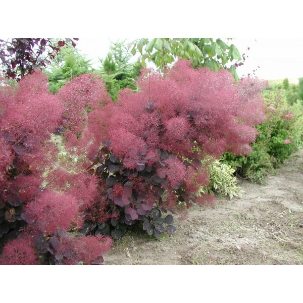 Скумпия кожевенная Royal Purle (Cotinus coggygria) C2