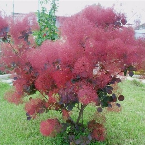 Скумпия кожевенная Royal Purle (Cotinus coggygria) C2
