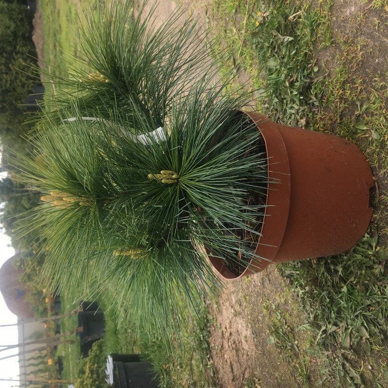 Сосна Шверина (Pinus schwerinii «Wiethorst») Сосна Шверина (Pinus schwerinii «Wiethorst»)
