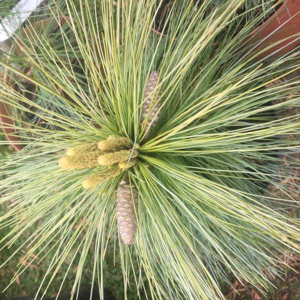 Сосна Шверина (Pinus schwerinii «Wiethorst»)