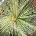Сосна Шверина (Pinus schwerinii «Wiethorst»)