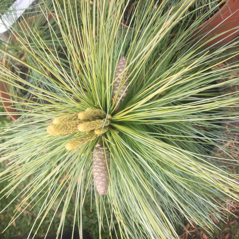 Сосна Шверина (Pinus schwerinii «Wiethorst») Сосна Шверина (Pinus schwerinii «Wiethorst»)