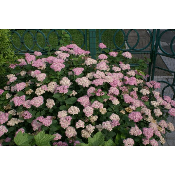 Спирея густоцветковая (Spiraea densiflora) C5