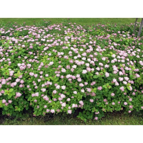 Спирея густоцветковая (Spiraea densiflora) C5