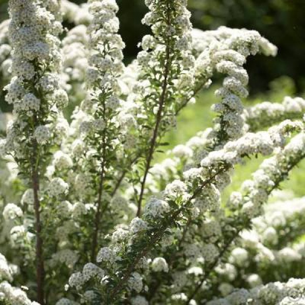 Спирея ниппонская Джун Брайд (June Bridge) С5