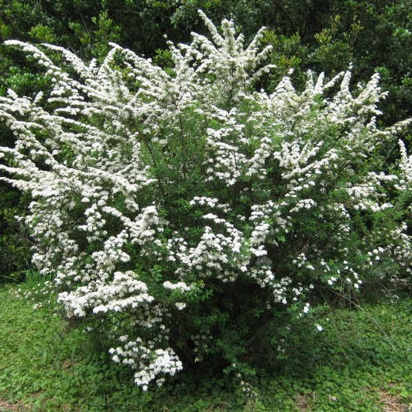 Спирея ниппонская Джун Брайд (June Bridge) С5