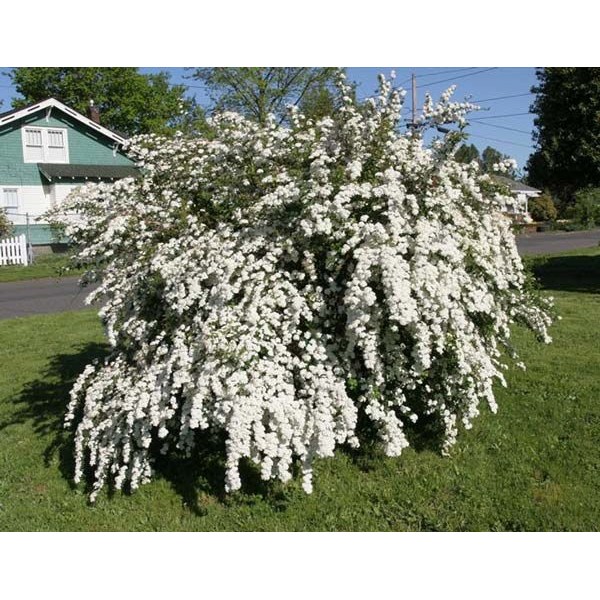 Спирея ниппонская Snowmound (Spireea nipponica) C5