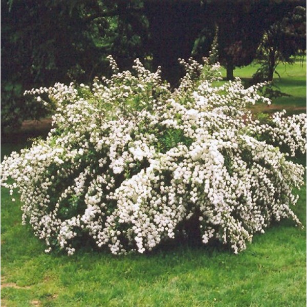 Спирея ниппонская Snowmound (Spireea nipponica) C5