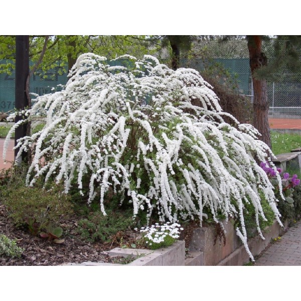 Спирея серая Grefsheim (Spiraea x cinerea) C2