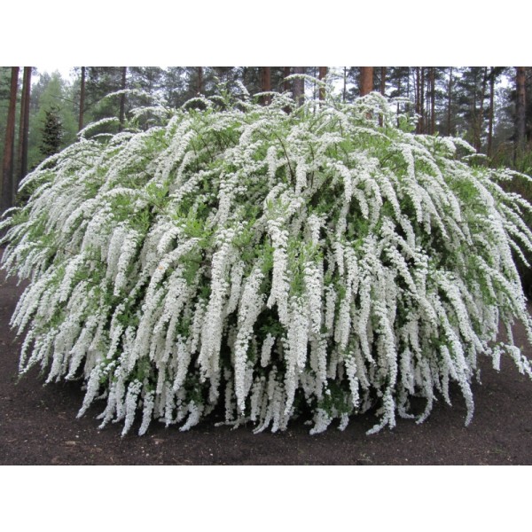 Спирея серая Grefsheim (Spiraea x cinerea) C2