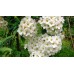 Спирея Вангутта (Spiraea Vanhouttei) С3
