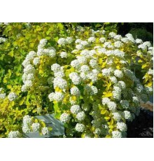 Спирея Вангутта (Spiraea Vanhouttei) С3 Спирея Вангутта (Spiraea Vanhouttei) С3