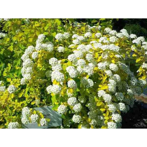 Спирея Вангутта (Spiraea Vanhouttei) С3