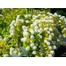 Спирея Вангутта (Spiraea Vanhouttei) С3