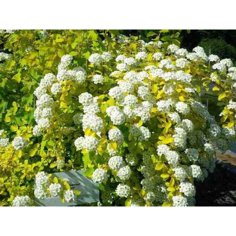 Спирея Вангутта (Spiraea Vanhouttei) С3 Спирея Вангутта (Spiraea Vanhouttei) С3