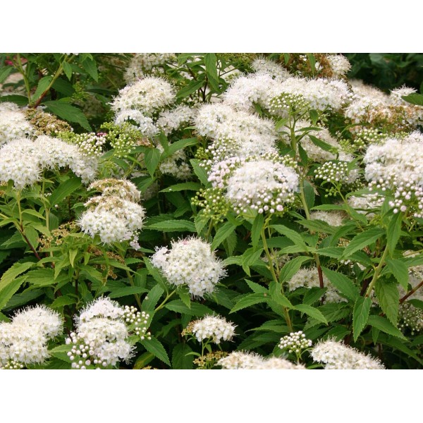 Спирея японская Albiflora С3