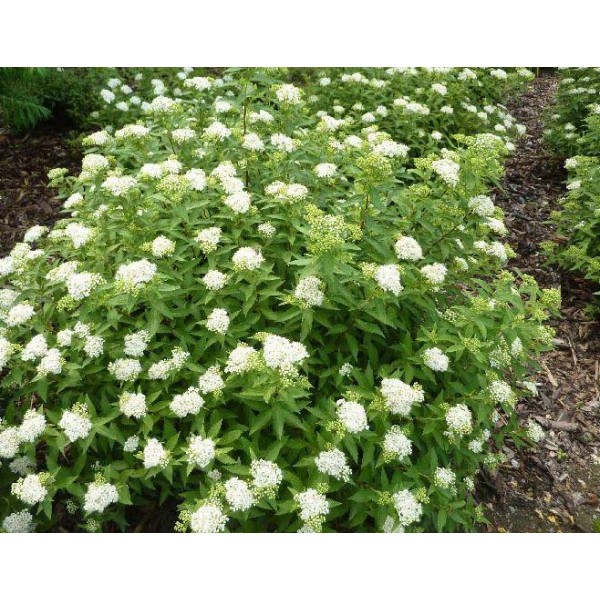 Спирея японская Albiflora С3