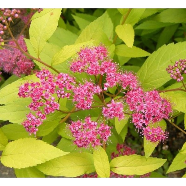 Спирея японская Голден принцесс (Spiraea japonica Golden Princess) C3
