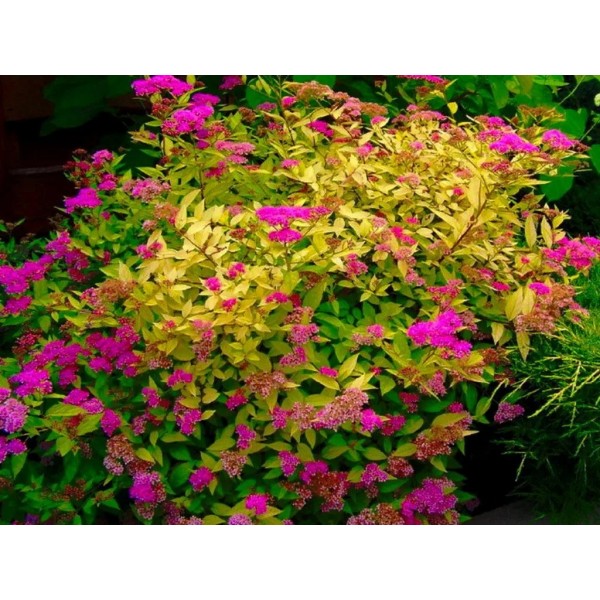Спирея японская Голден принцесс (Spiraea japonica Golden Princess) C3