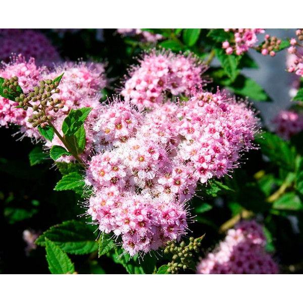 Спирея японская Литтл Принцесс (Spiraea japonica Little Princess) С2