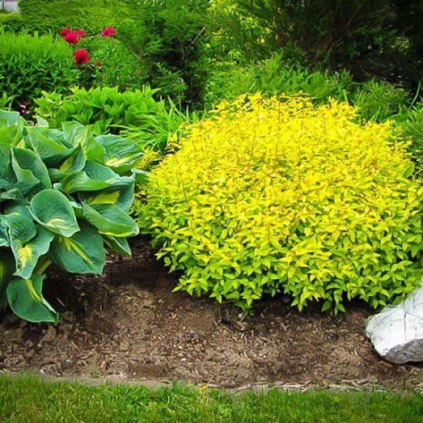 Спирея японская Голдмаунд (Spiraea japonica Goldmound) С5