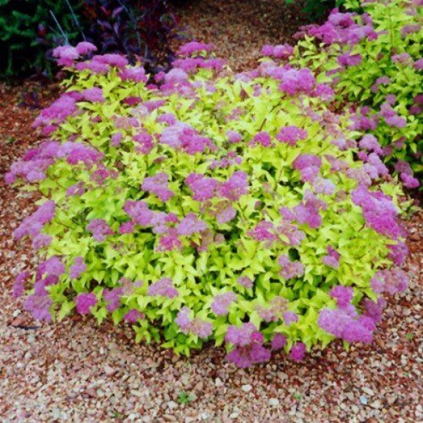 Спирея японская Голдмаунд (Spiraea japonica Goldmound) С5