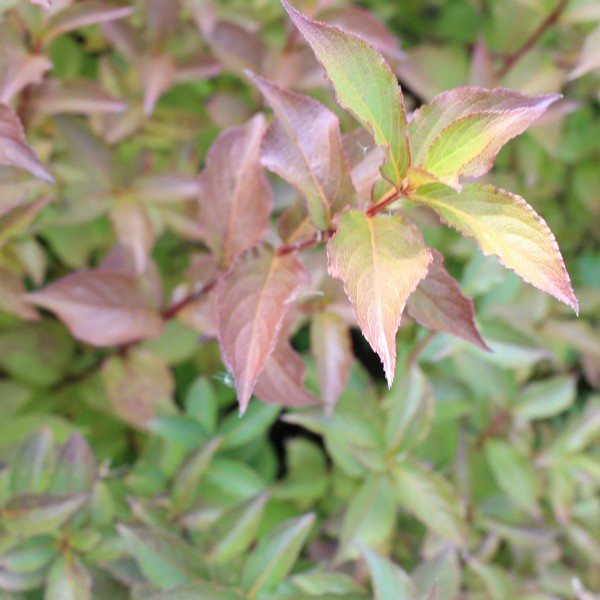 Вейгела цветущая (Weigela florida) C7,5