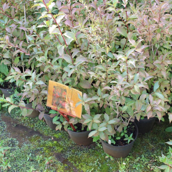 Вейгела цветущая (Weigela florida) C7,5