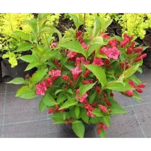 Вейгела Eva Rathke (Weigela) С5