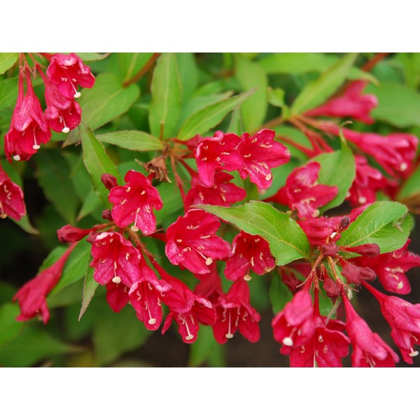 Вейгела Eva Rathke (Weigela) С5