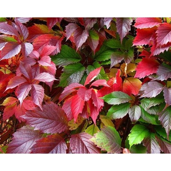 Виноград девичий Redwall (Parthenocissus quinquefolia) р9