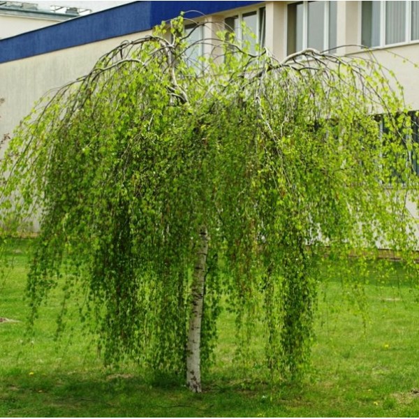 Береза бородавчатая Youngii (Betula pendula) C10