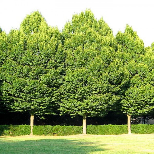 Бонсаи граб обыкновенный (Carpinus betulus) С15