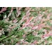 Ива цельнолистная Хакуро-Нишики (Salix Integra Hakuro-Nishiki) С2 кустовая форма