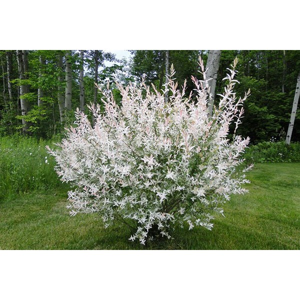 Ива цельнолистная Хакуро-Нишики (Salix Integra Hakuro-Nishiki) С2