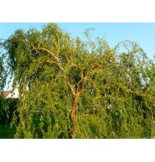 Ива вавилонская Tortuosa (Salix Babylonica Tortuosa) C2
