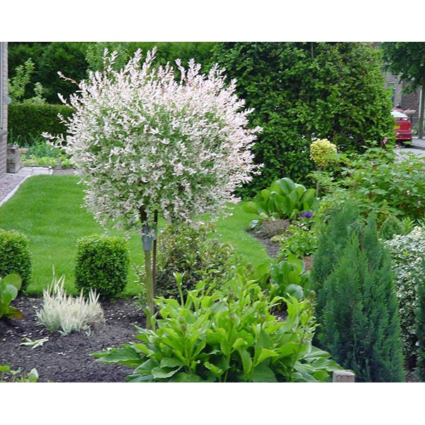 Ива цельнолистная Хакуро-Нишики (Salix Integra Hakuro-Nishiki) С5 на штамбе