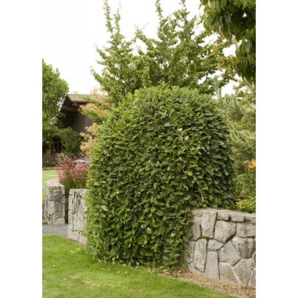 Ива козья Килмарнок (Salix caprea Kilmarnock) C5