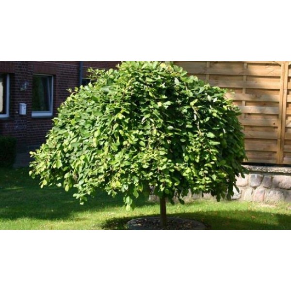 Ива козья Килмарнок (Salix caprea Kilmarnock) C5