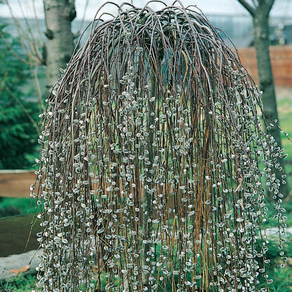 Ива козья Килмарнок (Salix caprea Kilmarnock) C5
