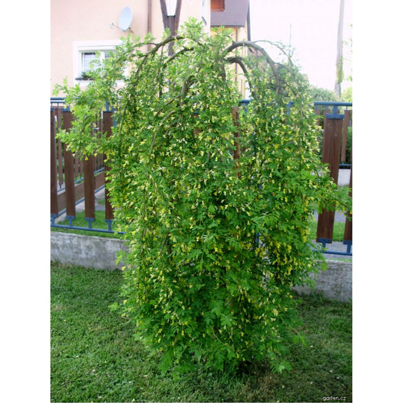 Карагана(Акацияжелтая)Pendula(Caraganaarborescens)С5