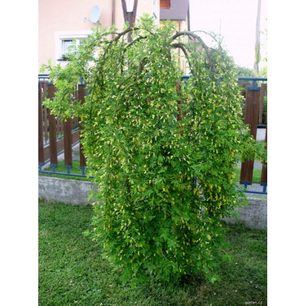 Карагана (Акация желтая) Pendula (Caragana arborescens) С5