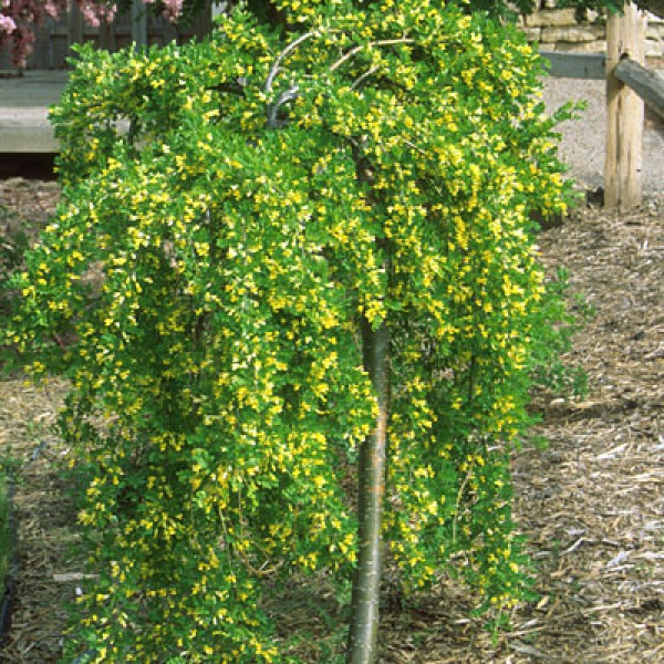 Карагана (Акация желтая) Pendula (Caragana arborescens) С5