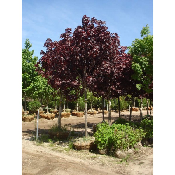 Клён остролистный Роял Ред (Acer platanoides Royal Red) С7,5